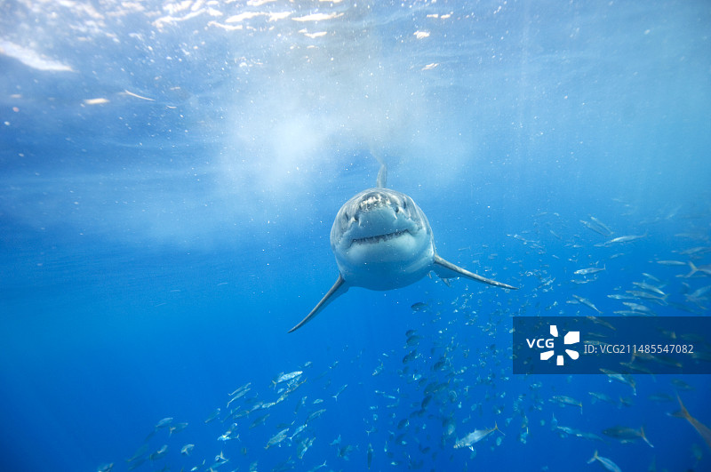大白鲨图片素材