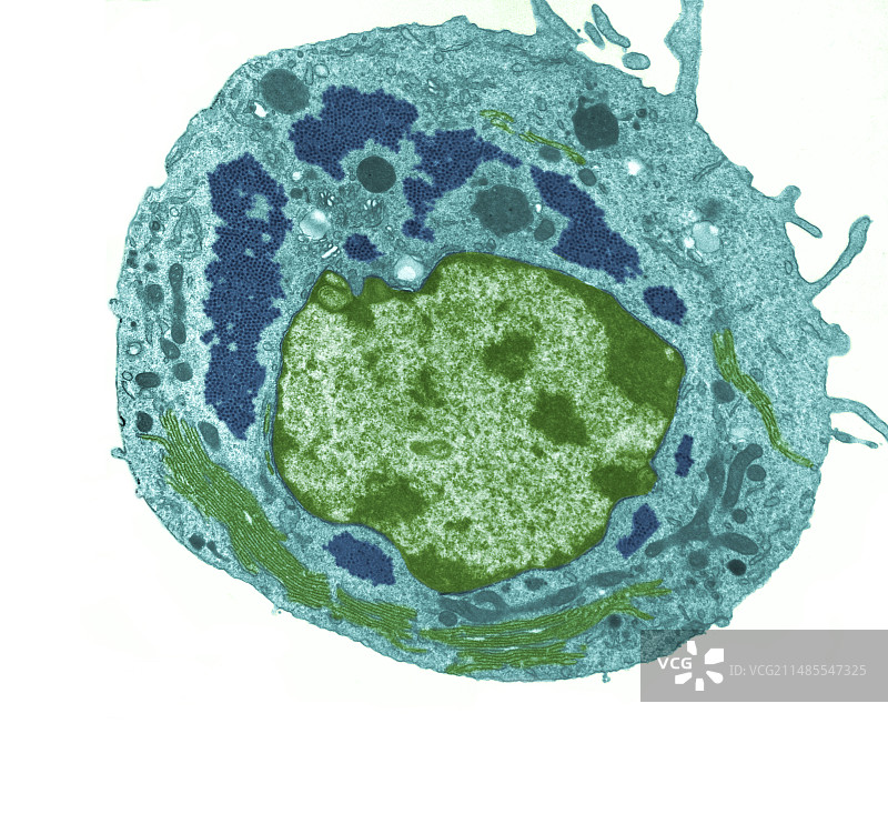 细胞中的呼肠病毒颗粒，TEM图片素材