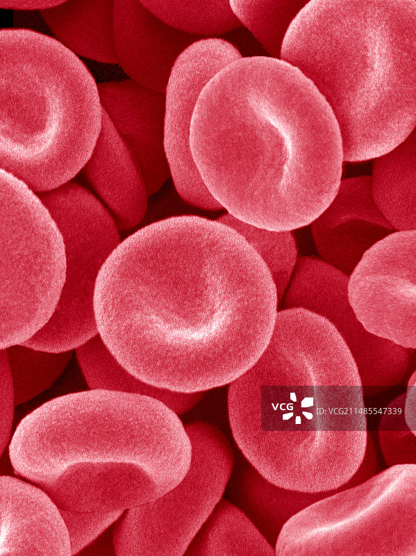 红细胞扫描电子显微镜图像图片素材