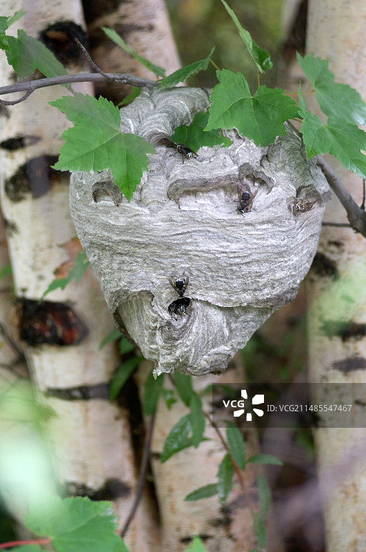 黄蜂巢图片素材