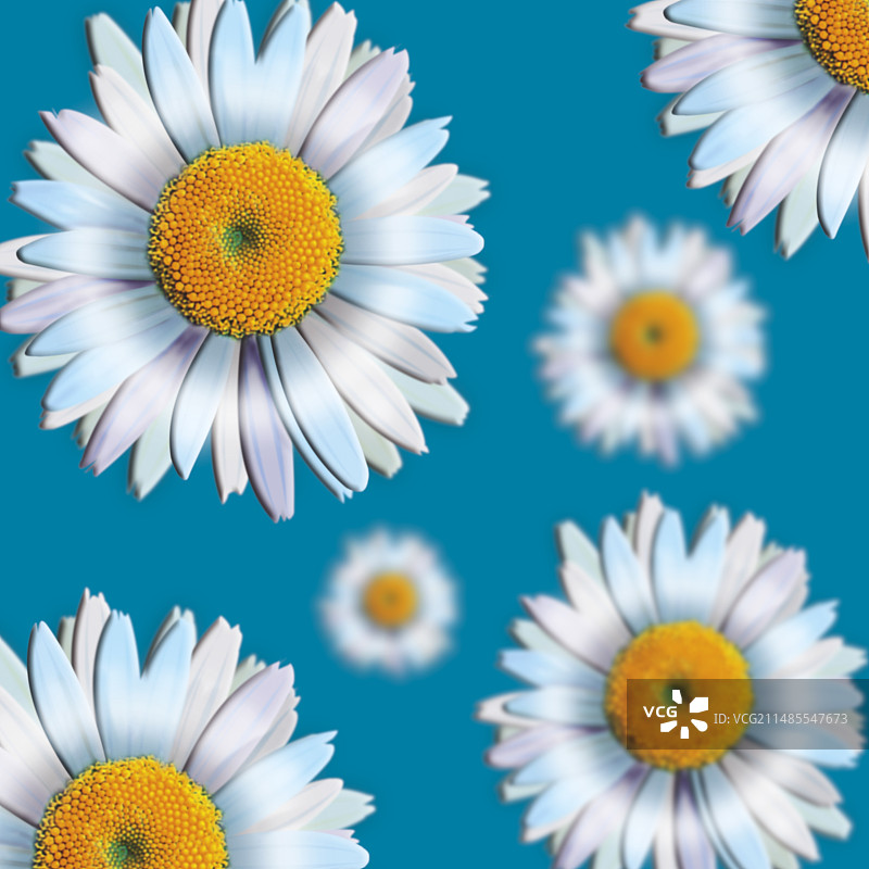 雏菊图片素材