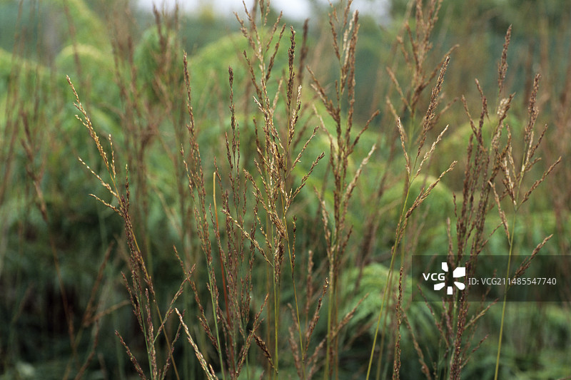 高大沼泽草图片素材