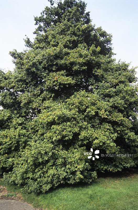 柄花栎图片素材