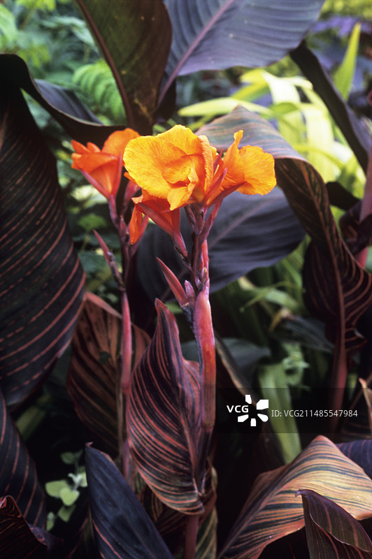 美人蕉“特罗皮卡纳”图片素材