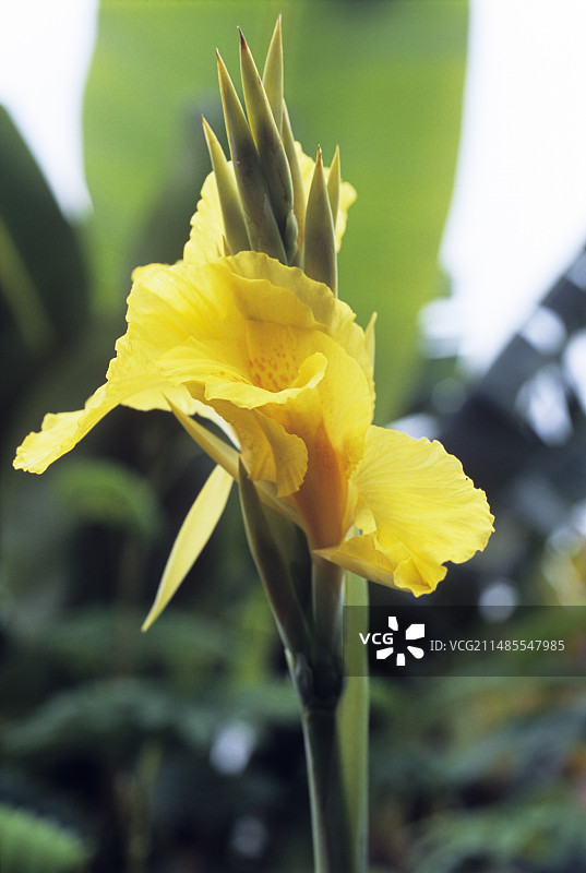 理查德·华莱士美人蕉图片素材