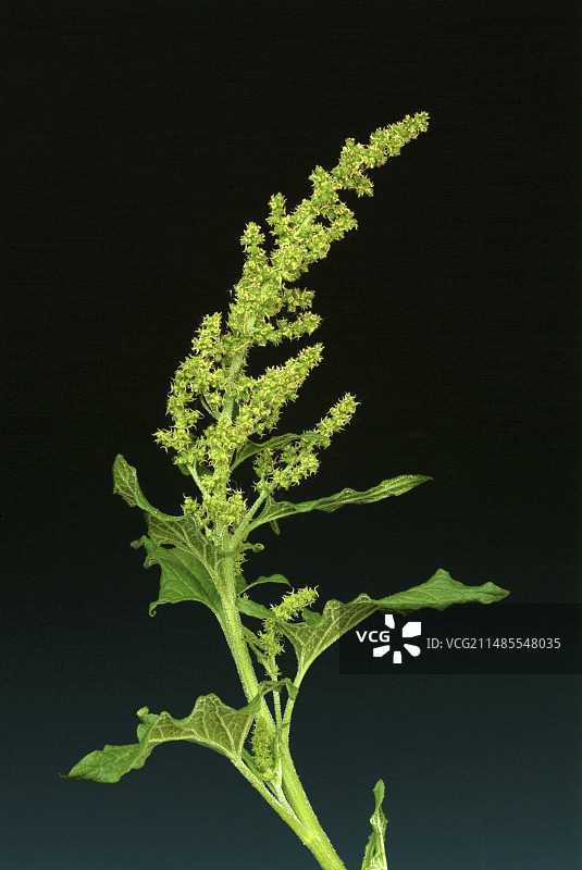 亨利国王图片素材