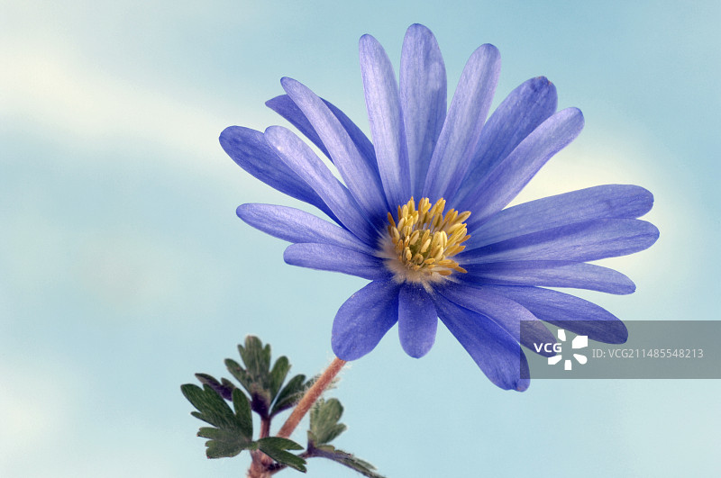 白番杏图片素材