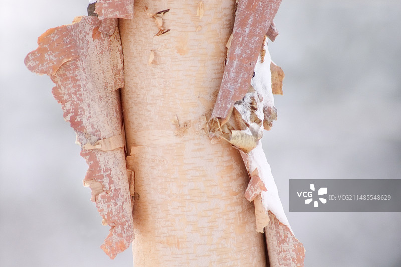 白桦树皮图片素材