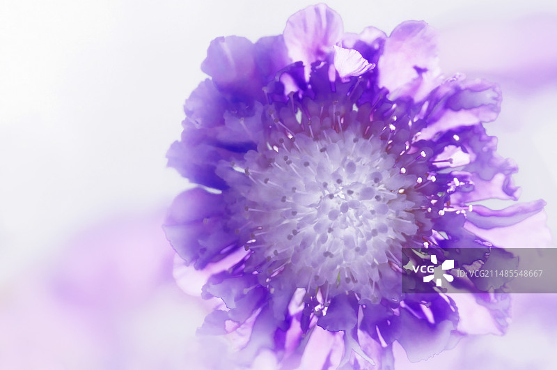 蓝盆花图片素材