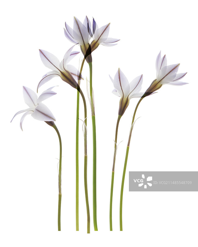 美丽的雪花图片素材