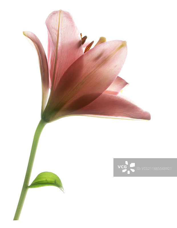 百合花图片素材