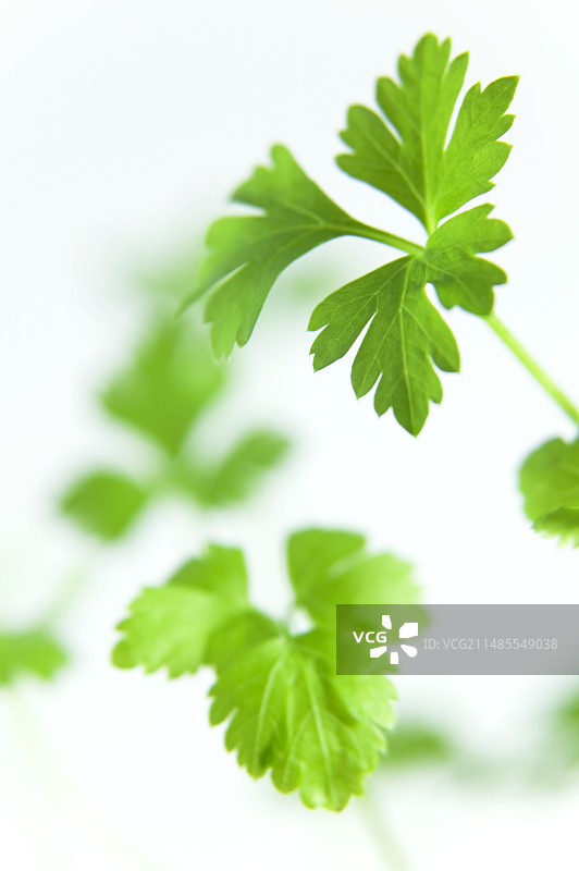 欧芹叶图片素材