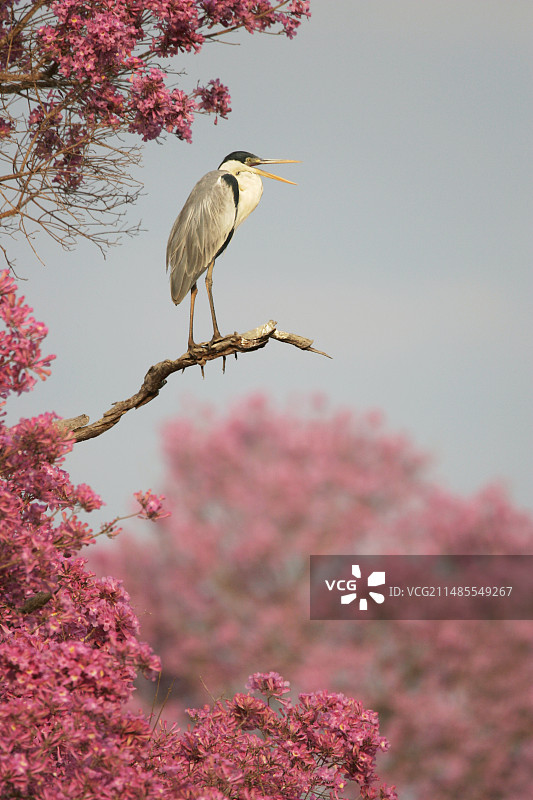 白颈鹭图片素材