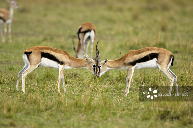 汤普森瞪羚图片素材