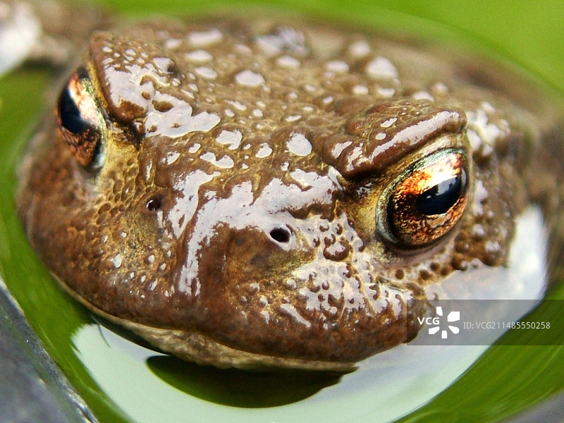 普通蟾蜍图片素材