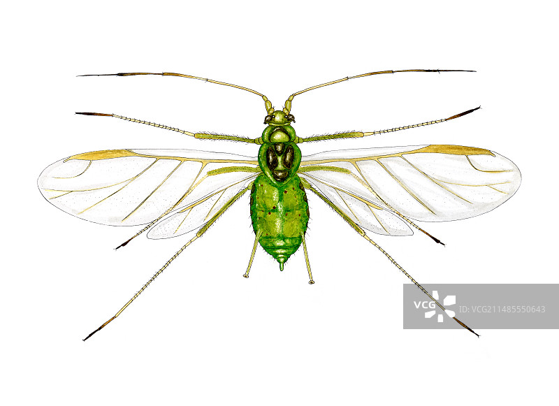 荨麻蚜虫图片素材