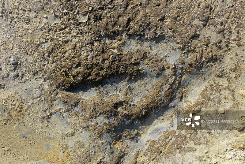 兽脚亚目恐龙足迹图片素材