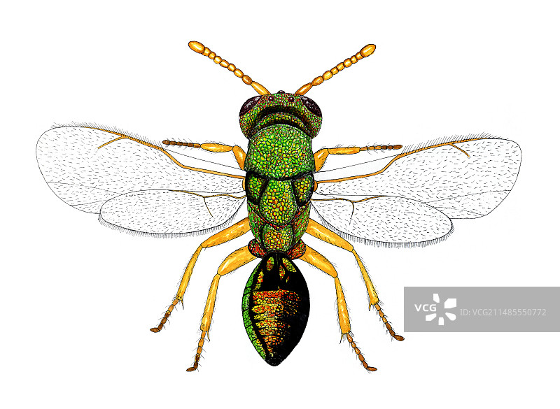 寄生蜂图片素材