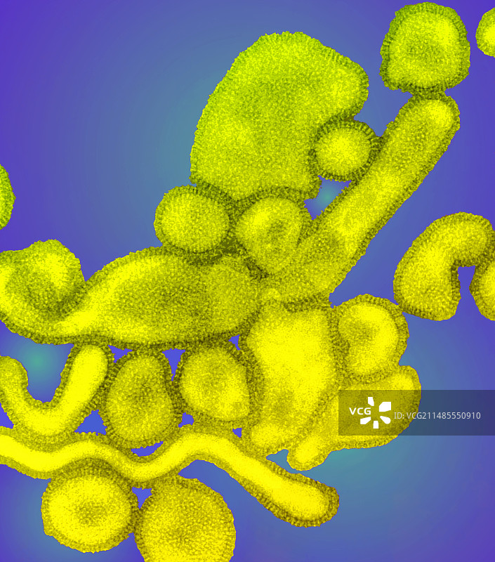 禽流感病毒图片素材