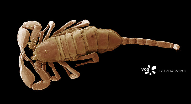 欧洲蝎子扫描电镜图像图片素材