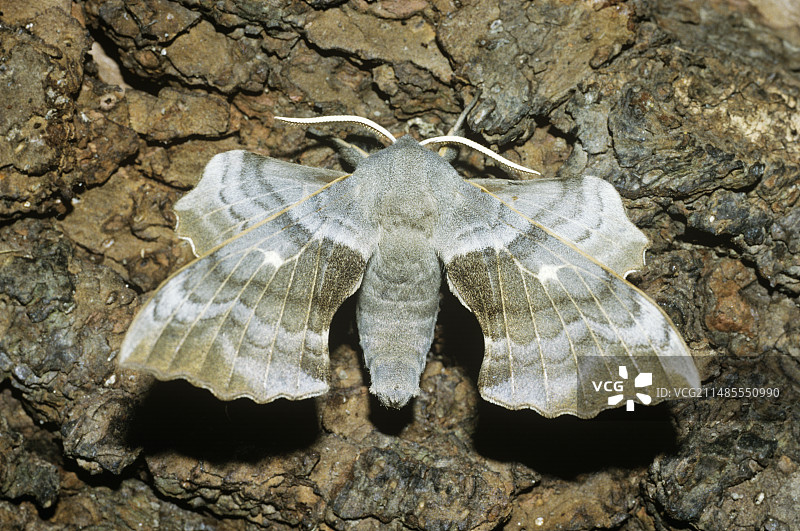 白杨天蛾图片素材