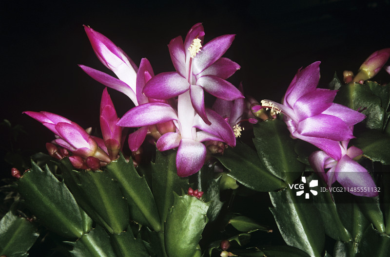 复活节仙人掌图片素材