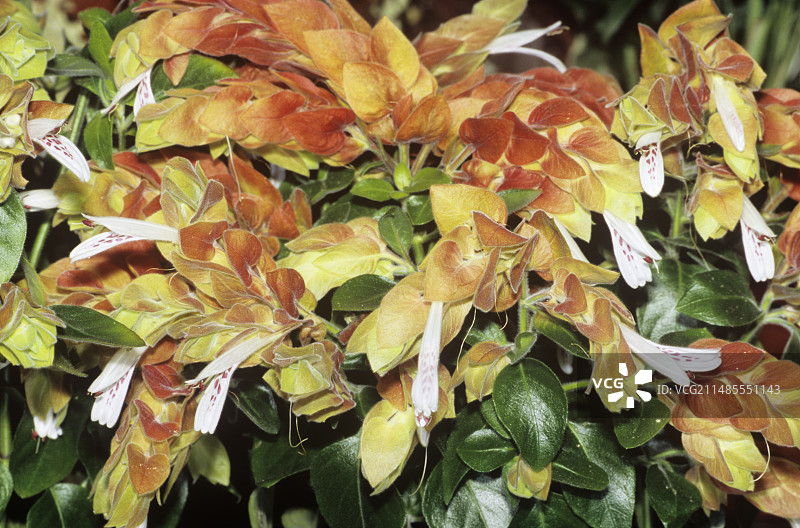 虾夷花图片素材