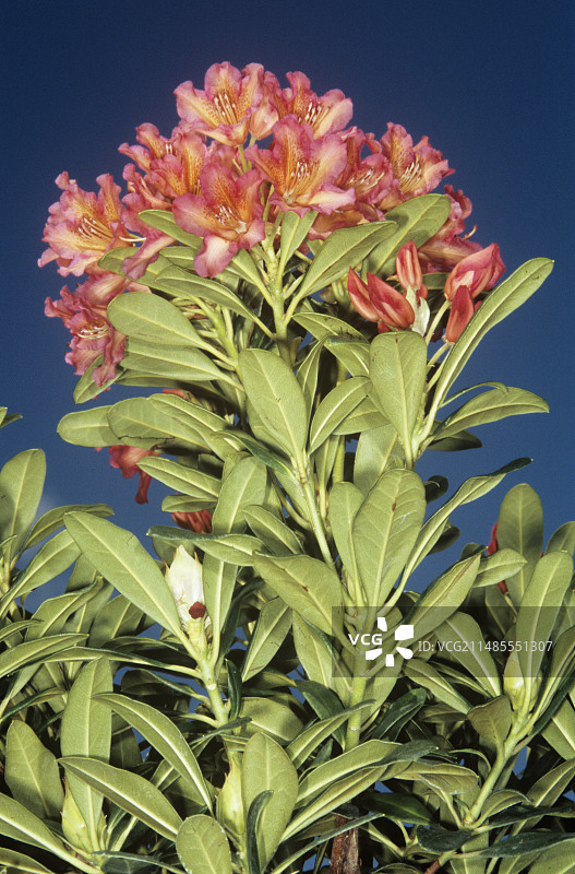 杜鹃花的花图片素材