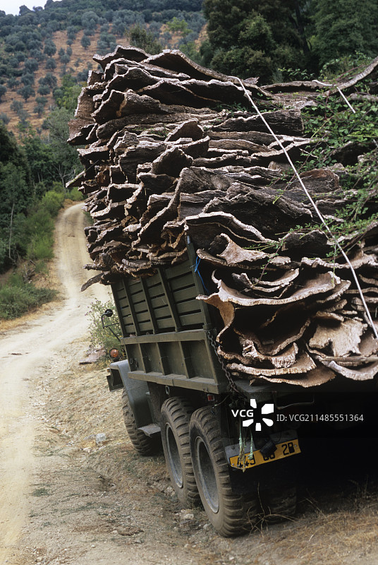 栓皮栎图片素材