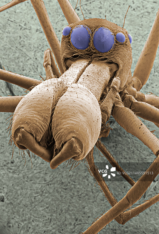 蜘蛛，环境扫描电子显微镜图片素材