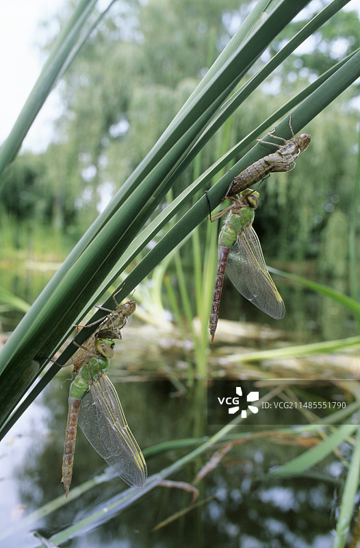 蜻蜓的蜕变图片素材