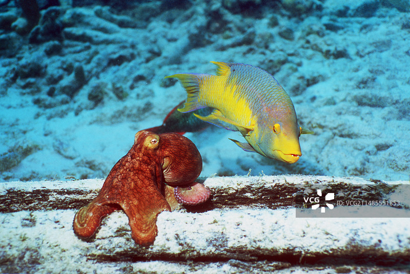 普通章鱼捕猎图片素材