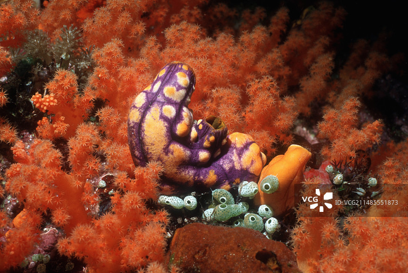 金黄多囊海鞘图片素材