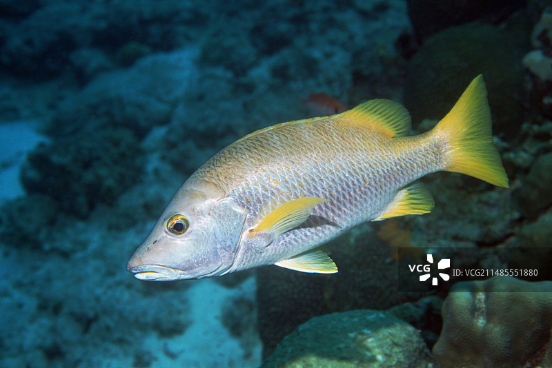 杜父鱼鲷图片素材