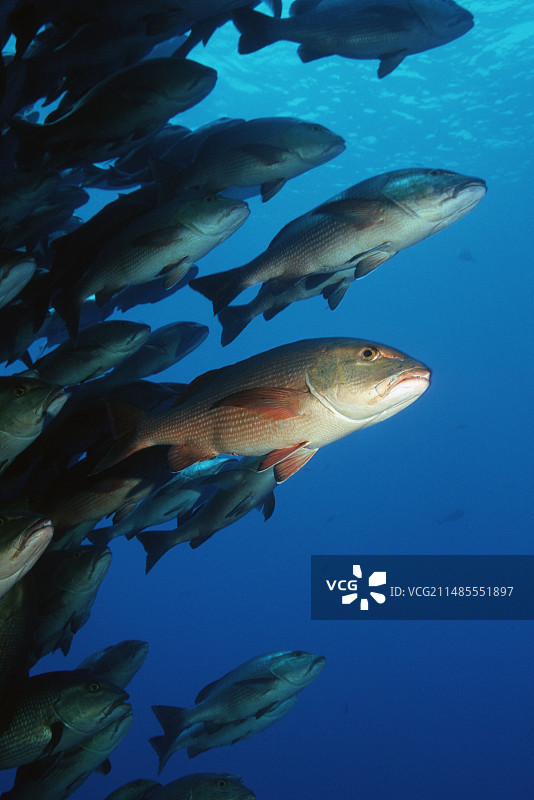 双斑 snapper 鱼图片素材