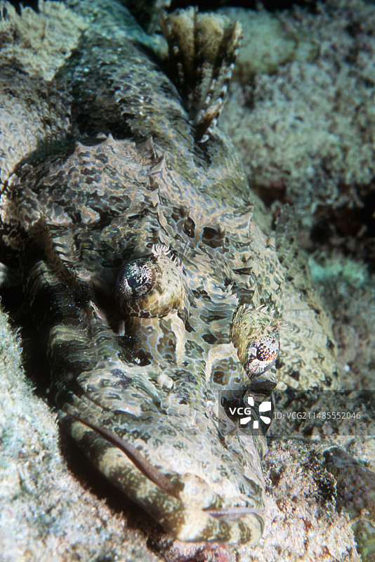 鳄鱼鱼图片素材