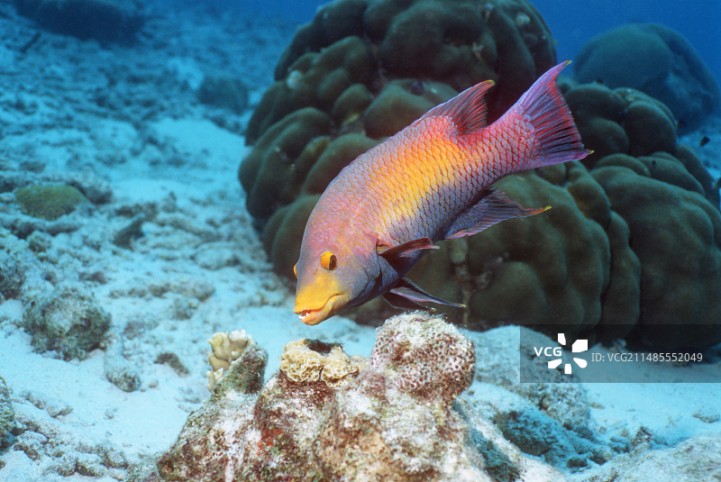 西班牙猪鱼图片素材