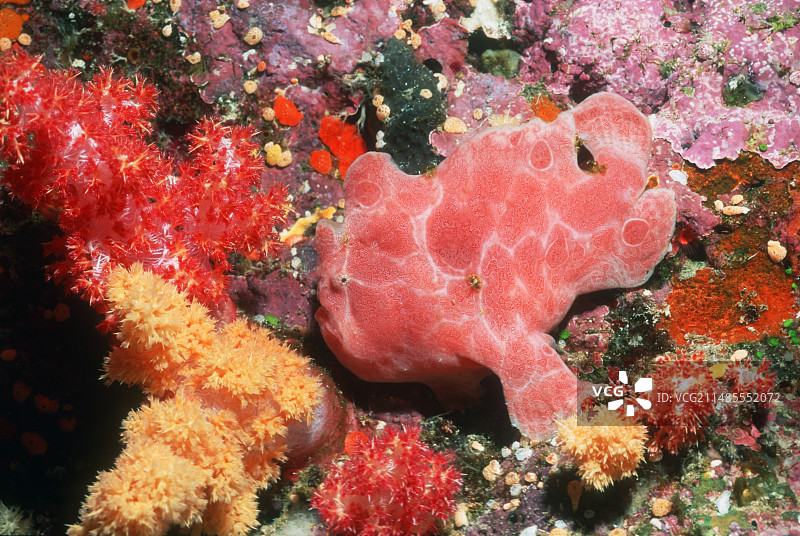 疣状躄鱼图片素材