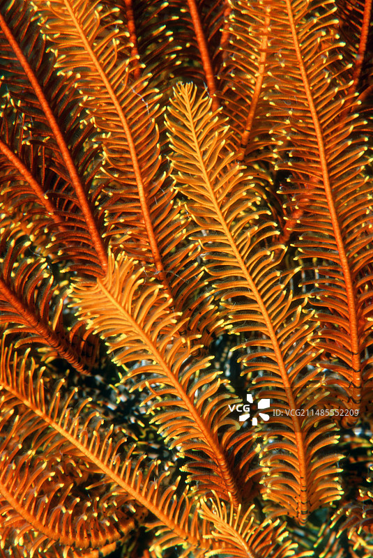 海百合图片素材