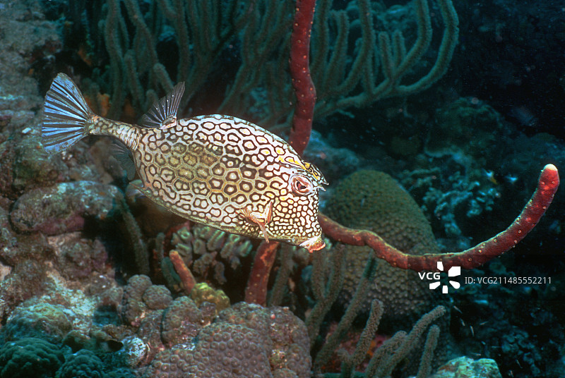 蜂巢箱鲀图片素材