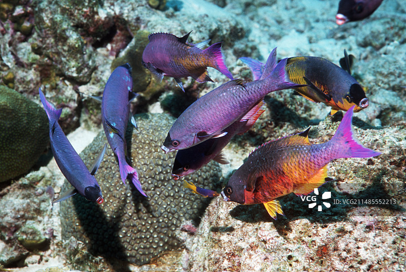 清洁站的克里奥尔濑鱼图片素材