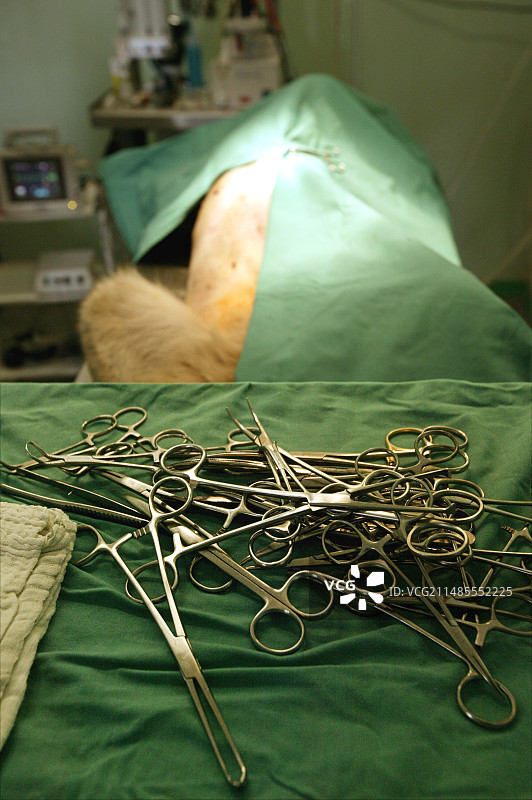 动物外科手术图片素材