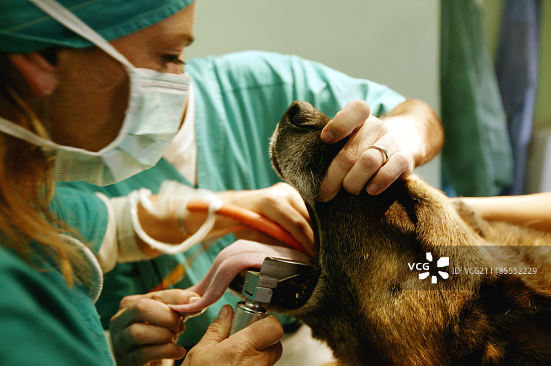 为狗狗术前做准备图片素材