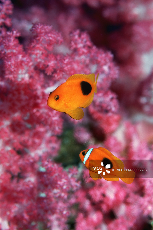 鞍背海葵鱼图片素材