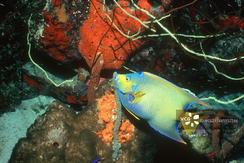 女王神仙鱼图片素材