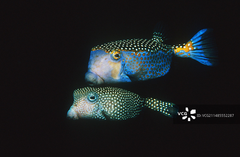 白点箱鲀图片素材