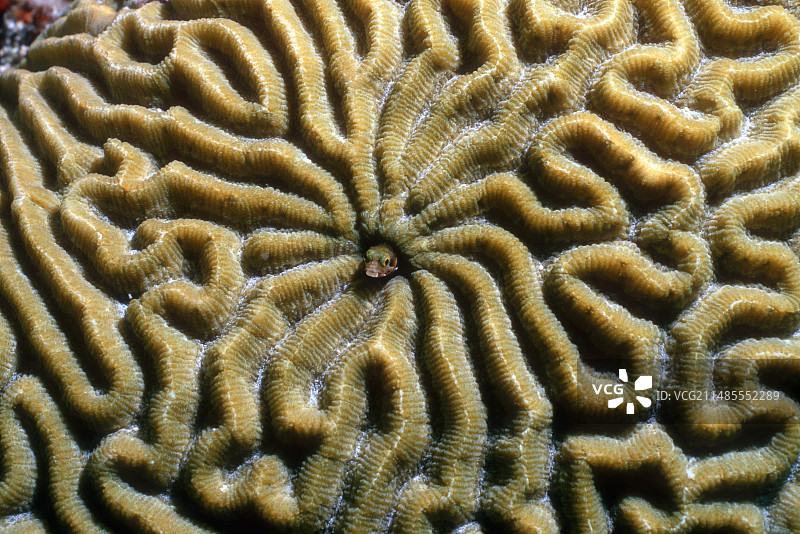 脑珊瑚中的粗头鳚图片素材