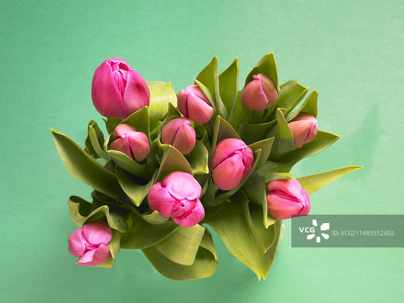 郁金香花束图片素材