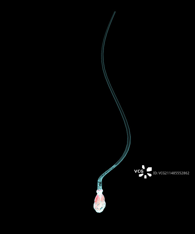 精子细胞图片素材