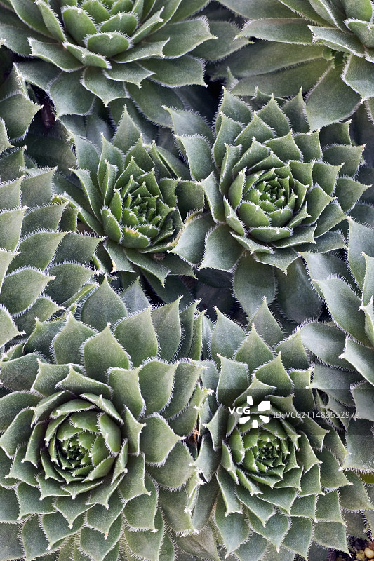 观音莲图片素材